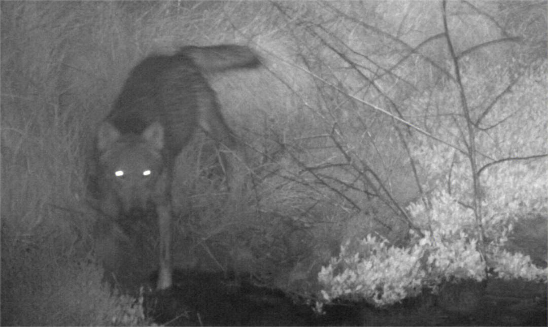 沙尔克前路不明，保级形势岌岌可危